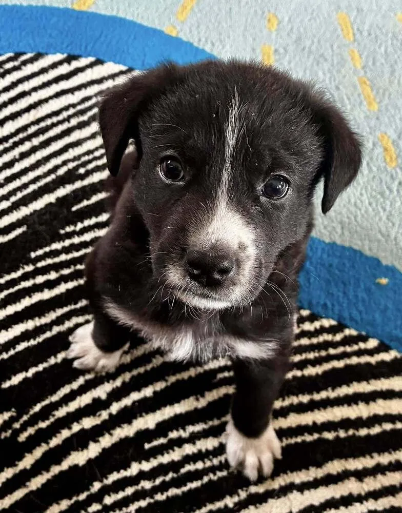 Poppycock thumbnail 2