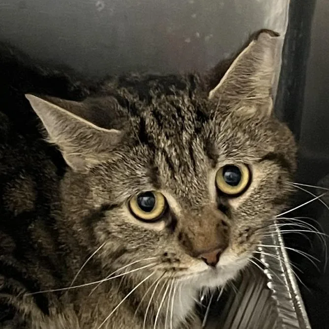 An adult medium-sized female Brown / Chocolate Domestic Short Hair cat named Pegmatite for adoption in Dearborn, MI