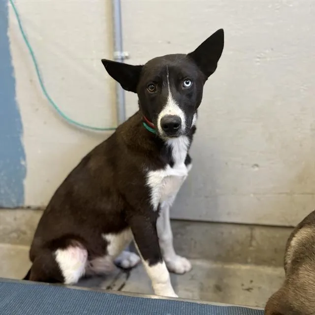 A young large-sized male Siberian Husky dog named Sensei Jerrod for adoption in Camarillo, CA