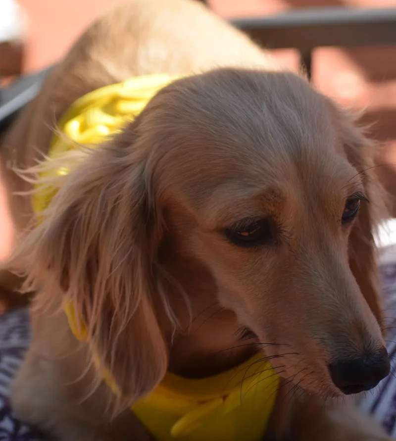 An adult small-sized female White / Cream Dachshund dog named Lily in TN for adoption in Shelbyville, TN