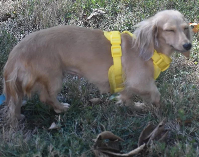 Lily in TN thumbnail 3
