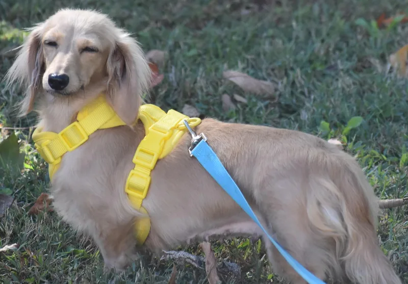 Lily in TN thumbnail 4