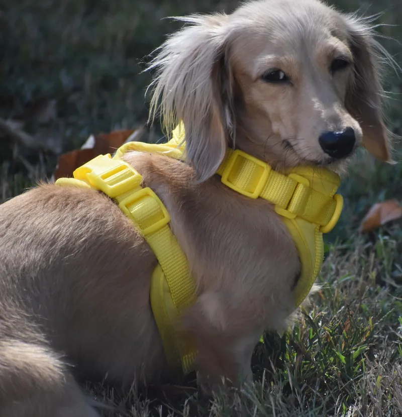 Lily in TN thumbnail 5