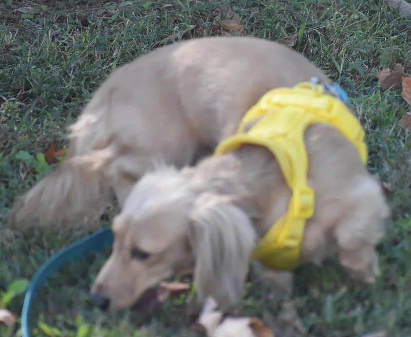 Lily in TN thumbnail 6