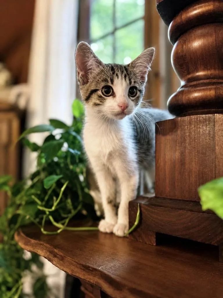 A baby medium-sized female Domestic Short Hair cat named Pearl for adoption in Wintersville, OH