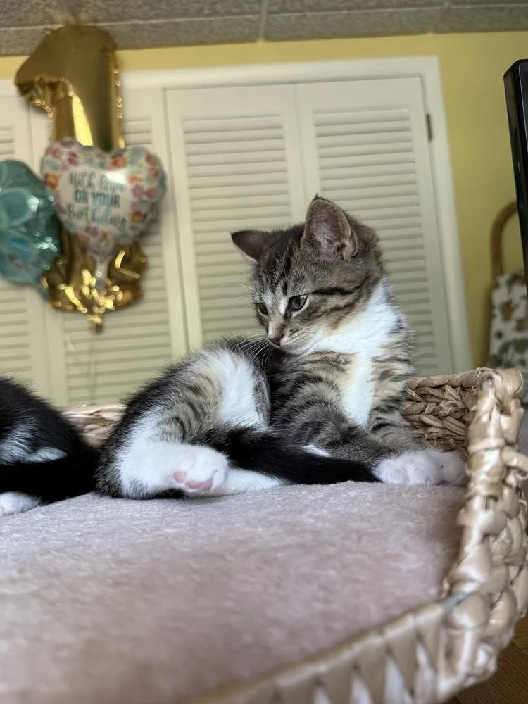 A baby medium-sized male Domestic Short Hair cat named Petey for adoption in East Greenville, PA