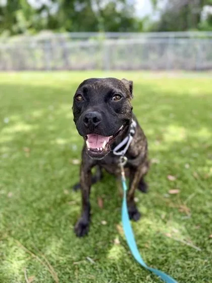 An adult large-sized male Retriever dog named Franklin for adoption in Daytona Beach, FL