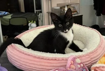 A baby small-sized male Black & White / Tuxedo Domestic Short Hair cat named Lazlo for adoption in New York, NY