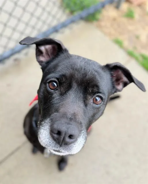 An adult medium-sized female Labrador Retriever dog named Blu for adoption in Haw River, NC