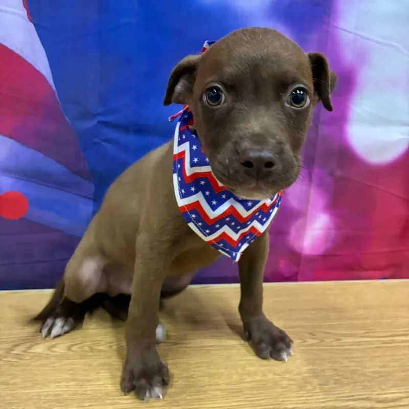 A baby medium-sized male Terrier dog named Fig for adoption in Danbury, CT