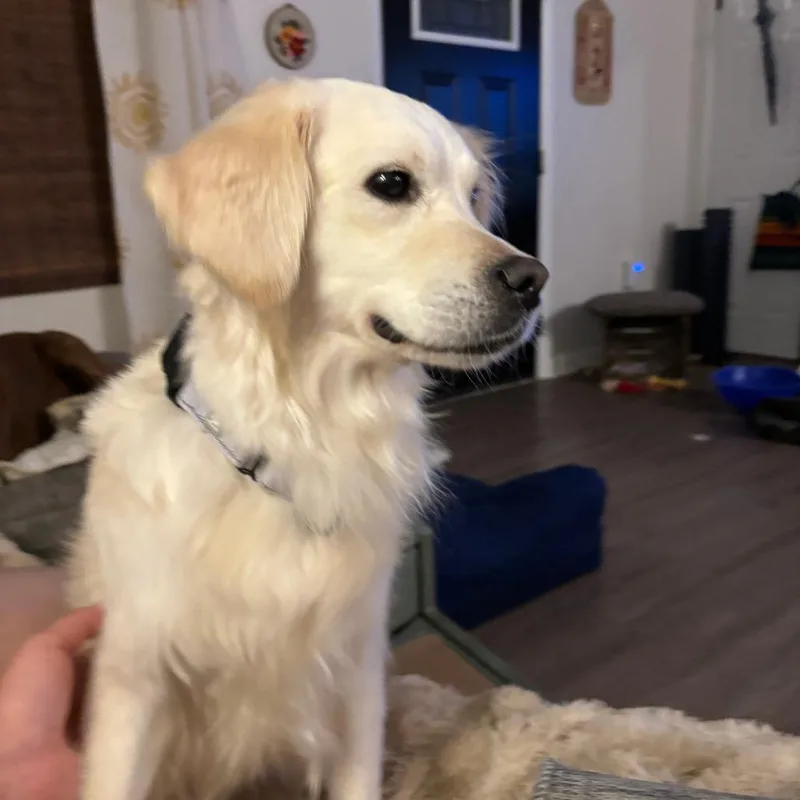 An adult medium-sized female Golden Retriever dog named Daisy for adoption in Harrisonburg, VA