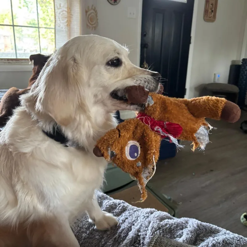 Daisy thumbnail 4