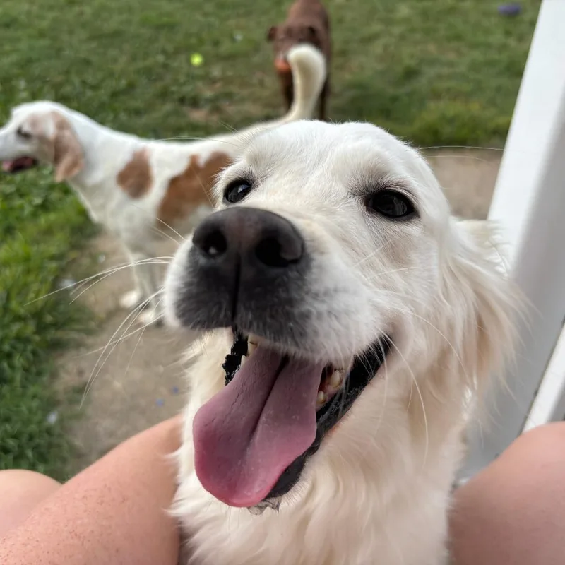 Daisy thumbnail 5
