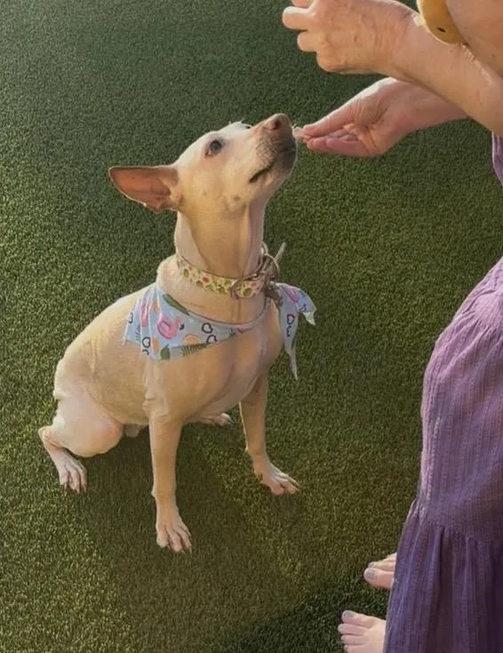 An adult medium-sized female Labrador Retriever dog named Stella for adoption in Scottsdale, AZ