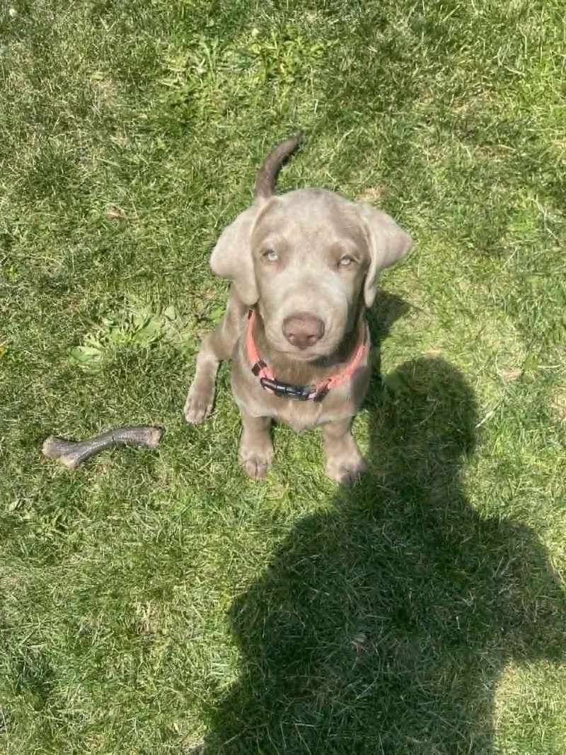 A baby large-sized female Gray / Blue / Silver Labrador Retriever dog named Sloane for adoption in Aurora, CO