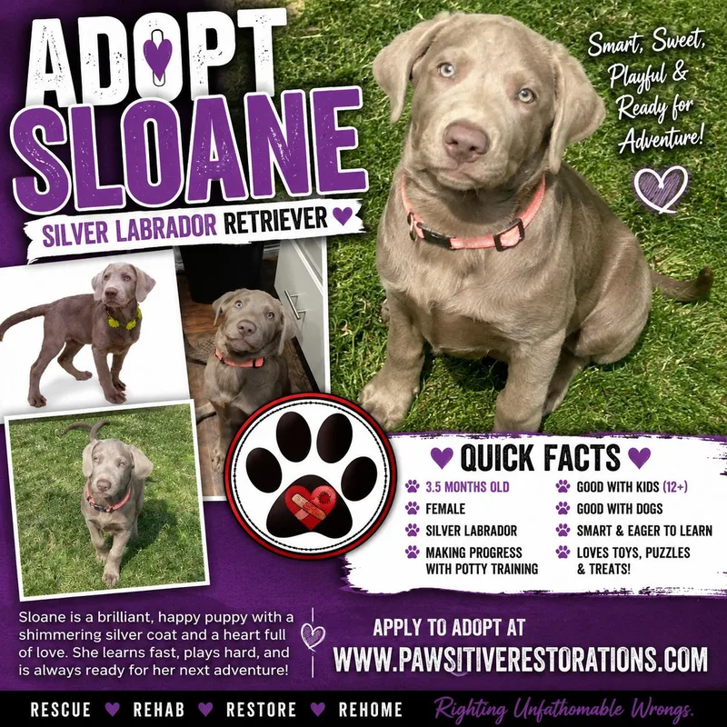 Sloane thumbnail 2