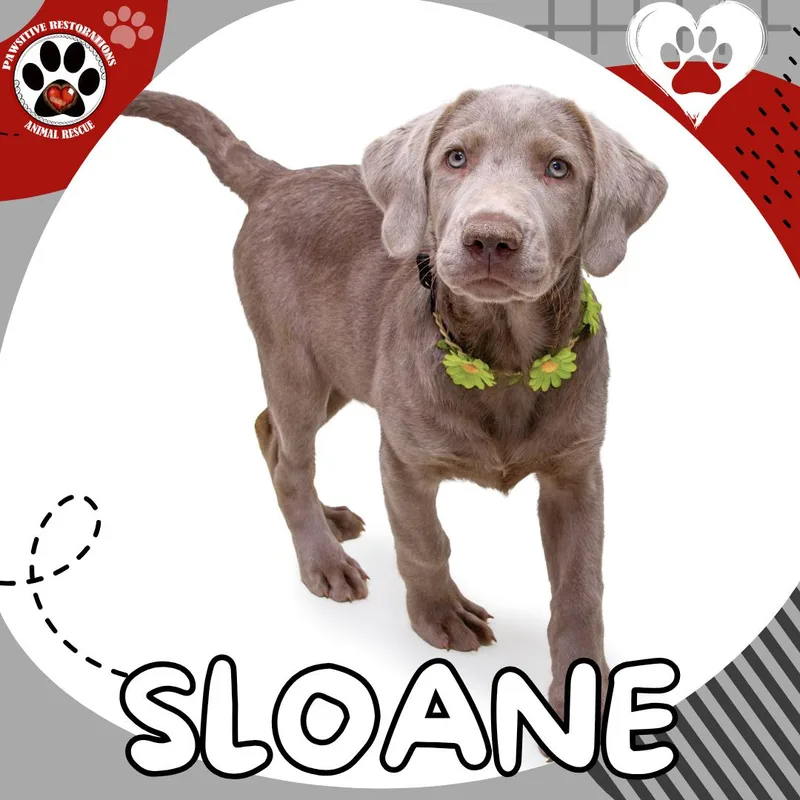Sloane thumbnail 3