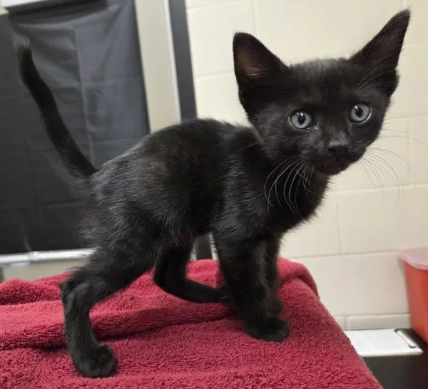 A baby small-sized male Domestic Short Hair cat named Jack Skellington for adoption in El Cajon, CA