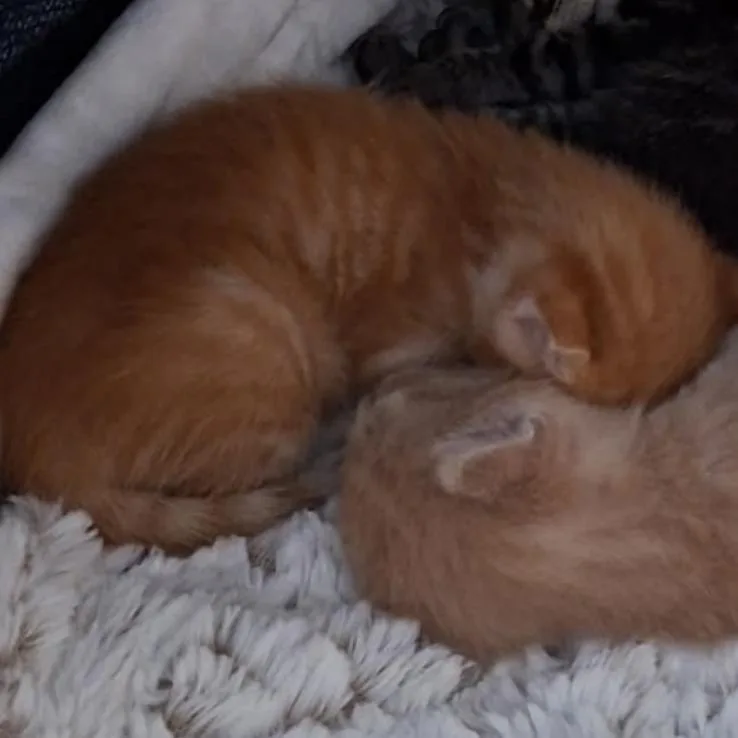 A baby small-sized male Orange / Red Domestic Short Hair cat named Chuckie for adoption in Brooklyn, NY
