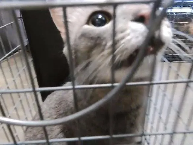 An adult large-sized male Domestic Short Hair cat named Timmy for adoption in Tulsa, OK