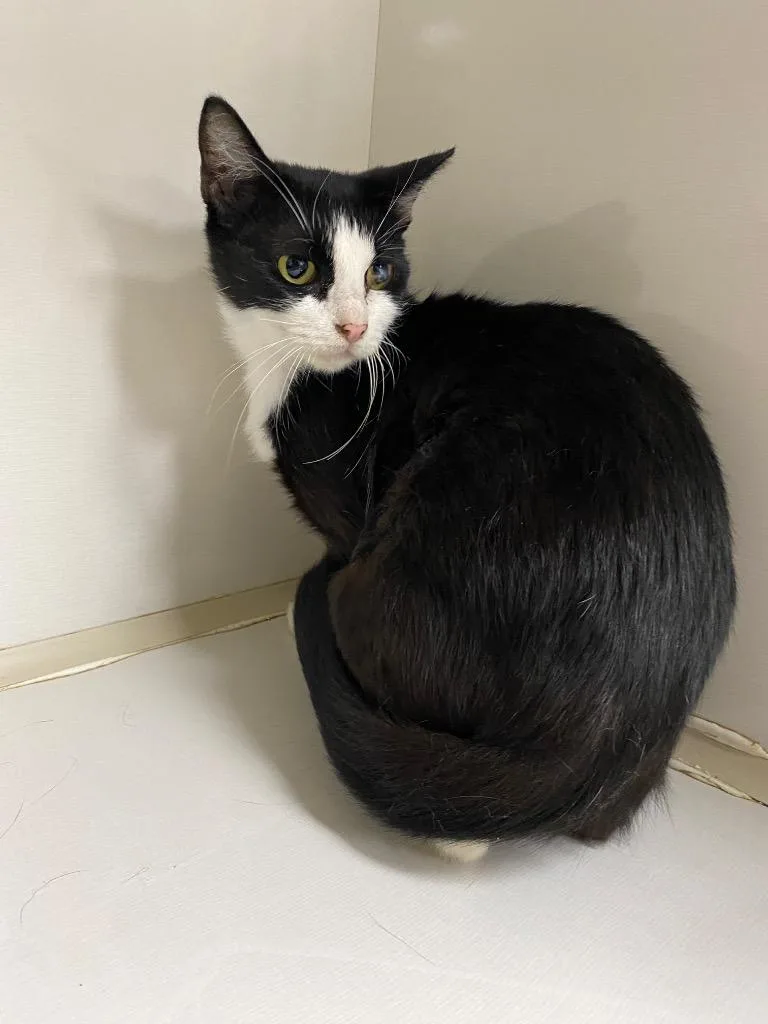 An adult medium-sized female Domestic Short Hair cat named Novella for adoption in Corpus Christi, TX