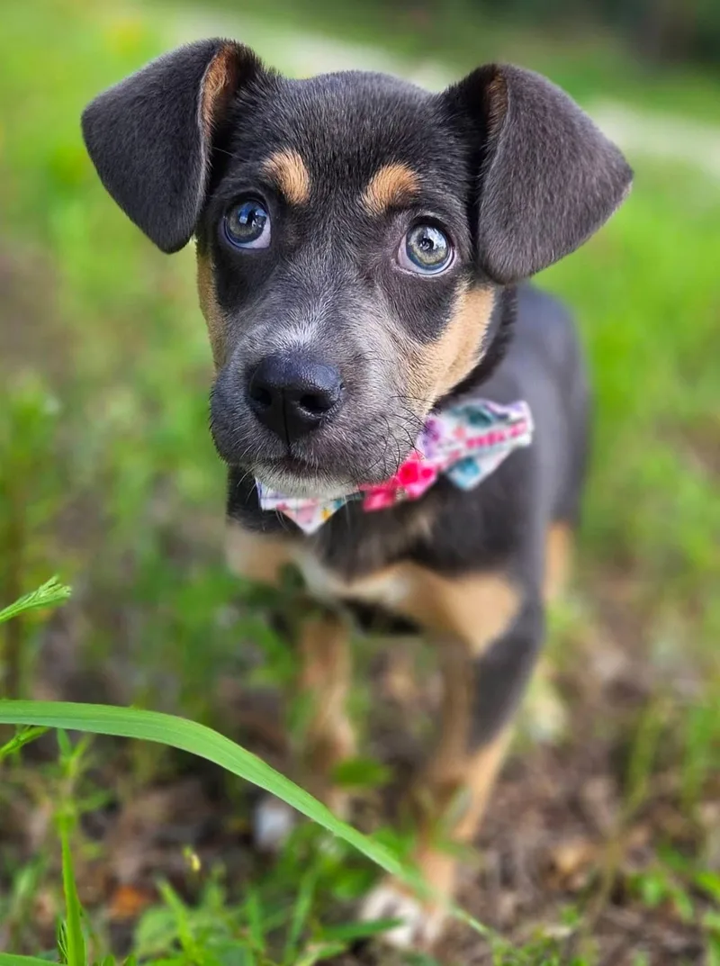 A baby medium-sized female Mixed Breed dog named Franny for adoption in University Place, WA
