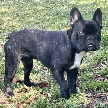 A young medium-sized male American Bulldog dog named Chet for adoption in Oakland, CA