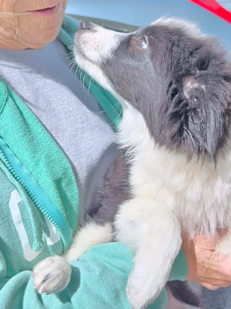 A baby small-sized male American Eskimo Dog dog named Jasper for adoption in Havertown, PA
