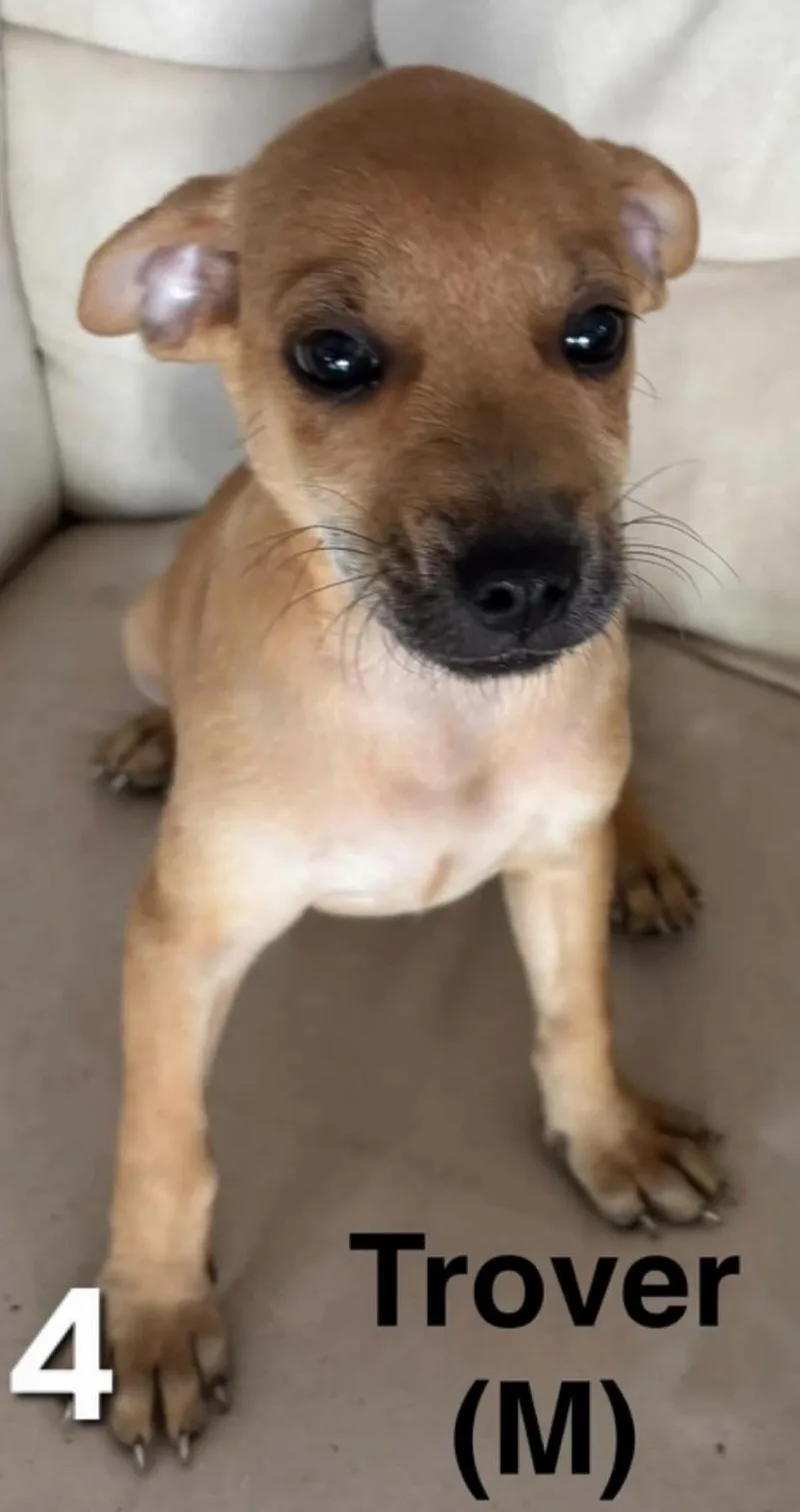 A young small-sized male Yellow / Tan / Blond / Fawn Chihuahua dog named Trover for adoption in Parma, OH