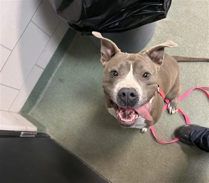 An adult large-sized female Pit Bull Terrier dog named Missy for adoption in Santa Fe, NM