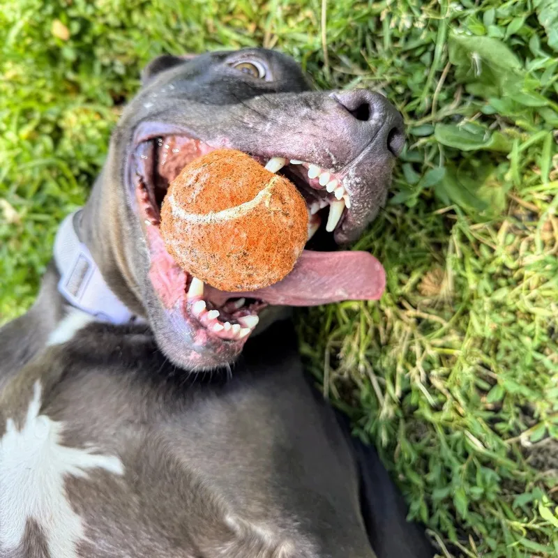 A young large-sized female Pit Bull Terrier dog named Magic for adoption in Oakland, CA