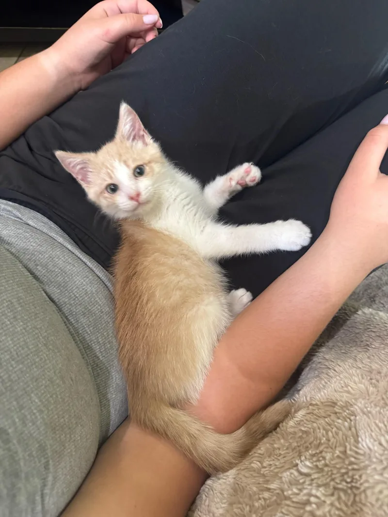 A baby medium-sized male Orange & White Domestic Short Hair cat named Goose for adoption in Visalia, CA