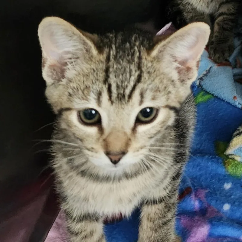 A baby small-sized female Brown / Chocolate Domestic Short Hair cat named Darla for adoption in Columbia Station, OH