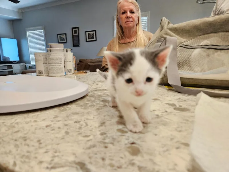 A baby small-sized male Domestic Short Hair cat named Cuddles for adoption in San Jacinto, CA