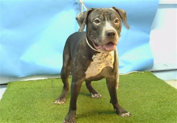 A young small-sized male Pit Bull Terrier dog named Liam for adoption in Gardena, CA