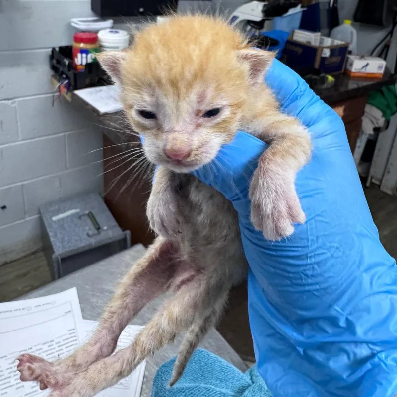 A baby small-sized male Orange / Red Domestic Short Hair cat named Prance for adoption in Summerville, SC