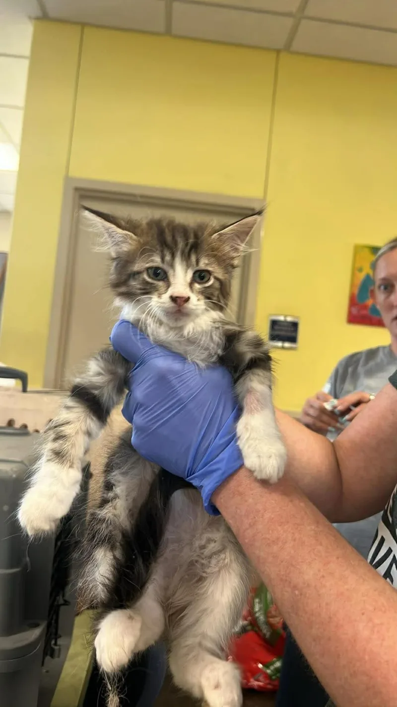 A baby small-sized male Domestic Medium Hair cat named Theodore for adoption in Rockwall, TX