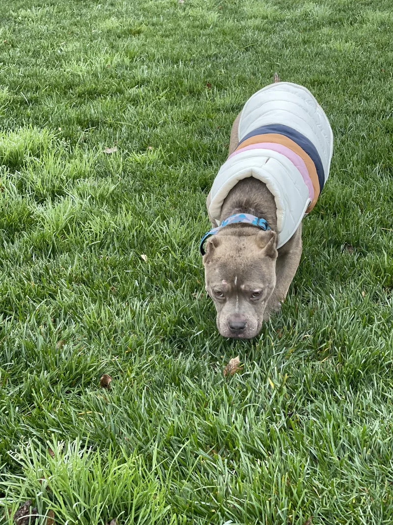 Lil Dude thumbnail 4