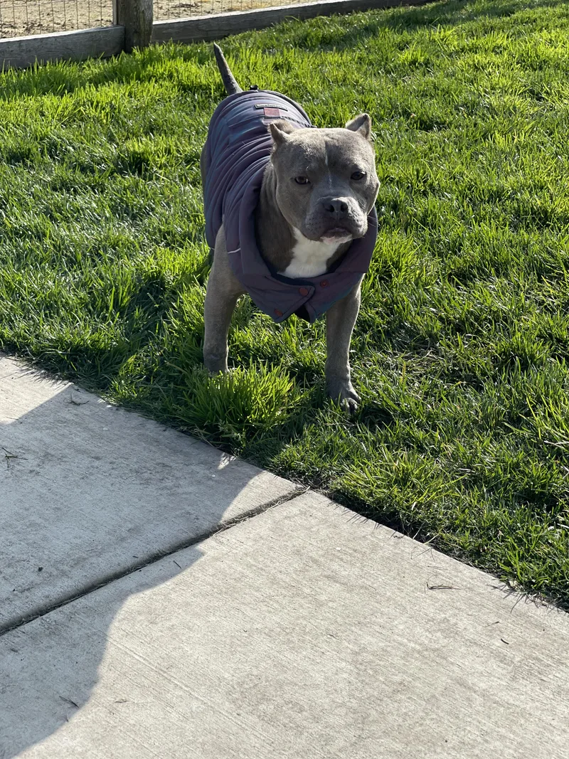 Lil Dude thumbnail 5