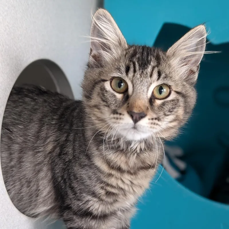 A baby medium-sized female Domestic Medium Hair cat named Nessie for adoption in Shoreline, WA