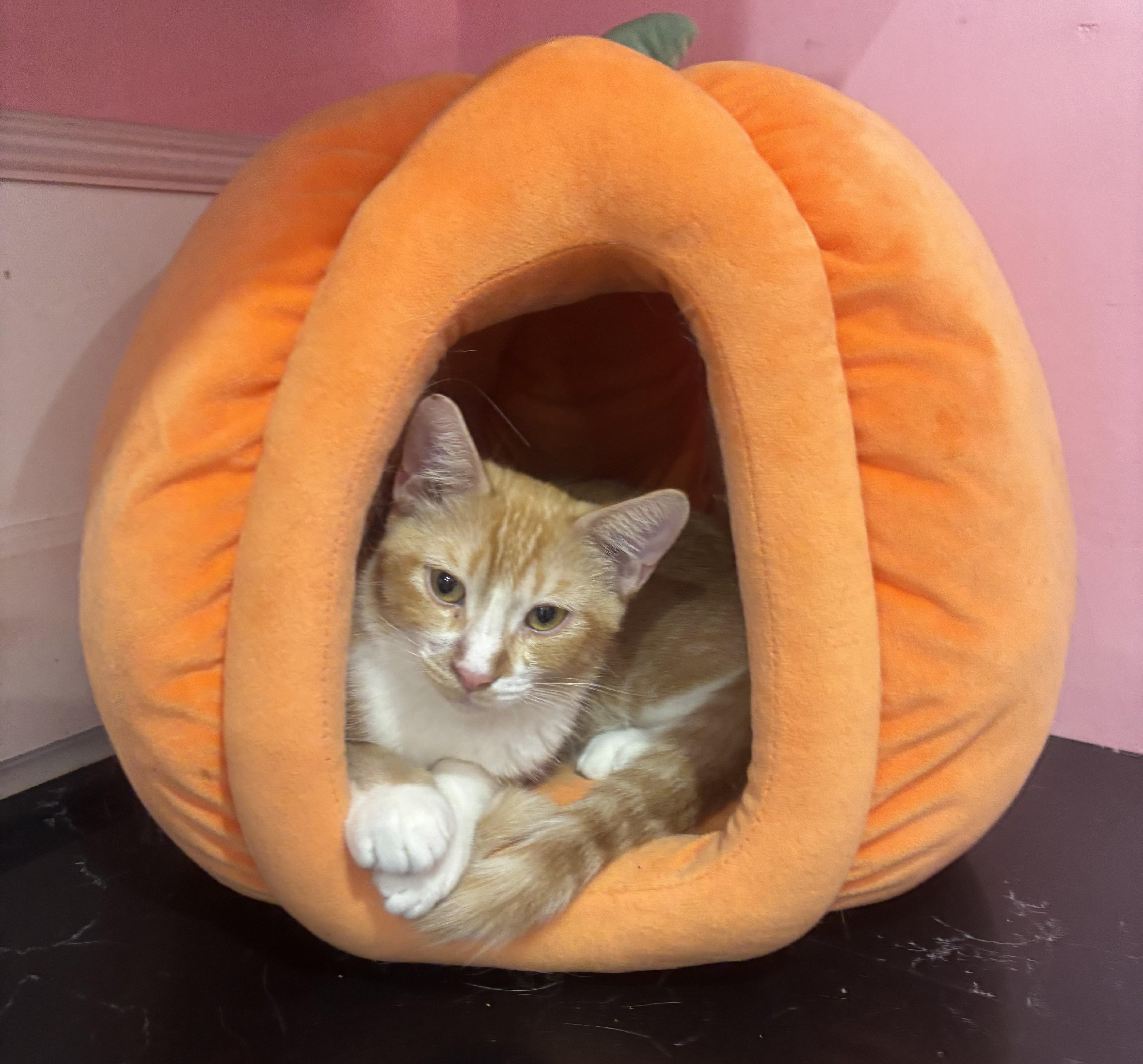 A young medium-sized male Orange & White Domestic Short Hair cat named Rusty for adoption in Whittier, CA