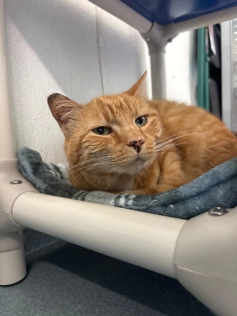 A senior medium-sized female Domestic Short Hair cat named Daisy for adoption in Cumberland, ME
