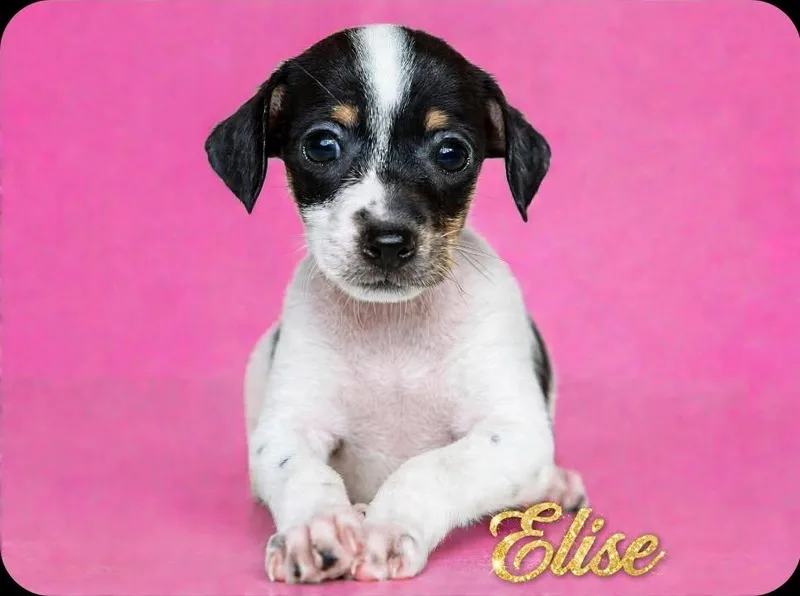 A baby small-sized female Tricolor (Brown, Black, & White) Chihuahua dog named Elise for adoption in Humble, TX
