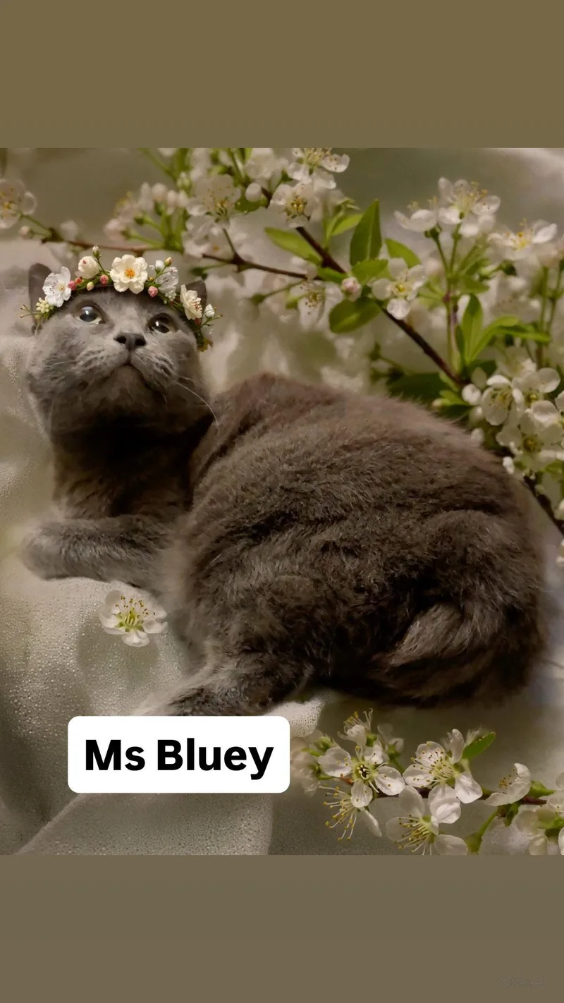 A young medium-sized female Gray / Blue / Silver Domestic Short Hair cat named Ms Bluey At Martinez for adoption in Walnut Creek, CA