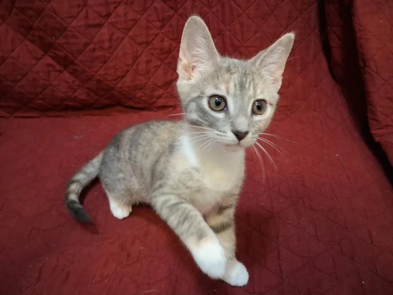 A baby small-sized female Domestic Short Hair cat named Louise for adoption in Greensboro, NC