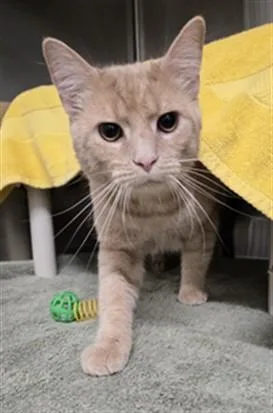 A young medium-sized male Domestic Short Hair cat named Palmeiro for adoption in Derwood, MD