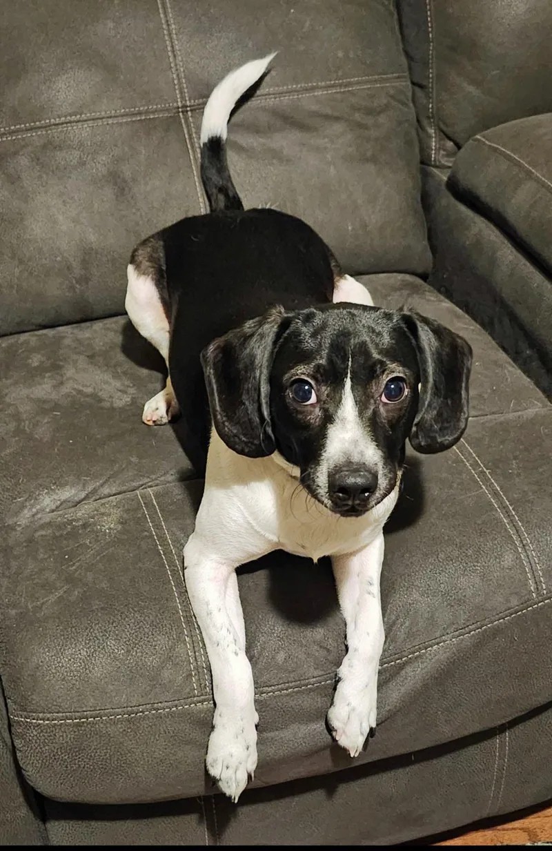 An adult small-sized male Bicolor Beagle dog named Ruger for adoption in Marion, NC