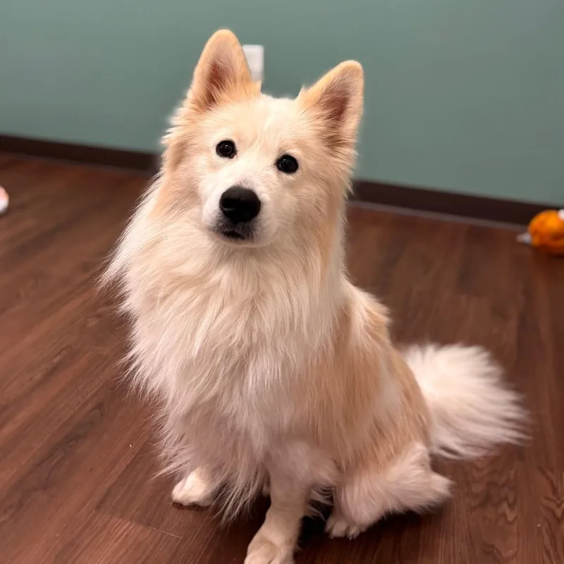 A young medium-sized male White / Cream American Eskimo Dog dog named Roscoe for adoption in Nashville, IN