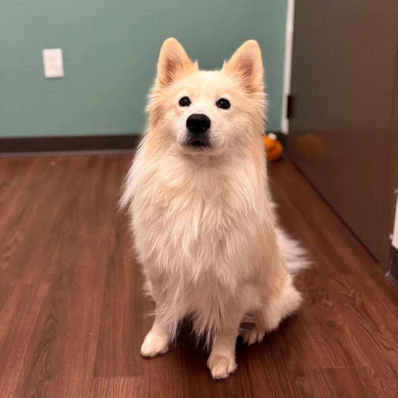 Roscoe thumbnail 3