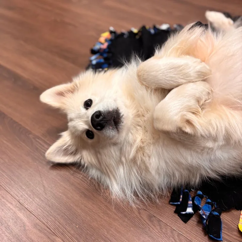 Roscoe thumbnail 4